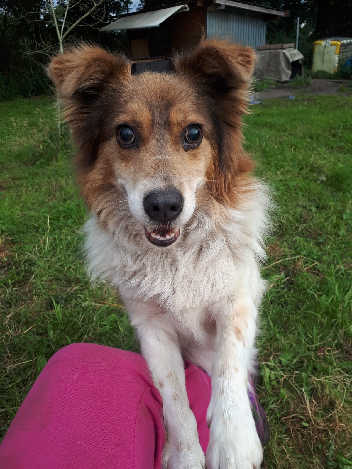 Benji Benji - schnüffelnd durchs Leben