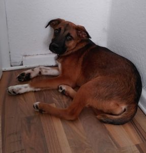 Jala