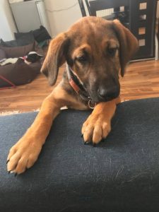 Rantanplan
