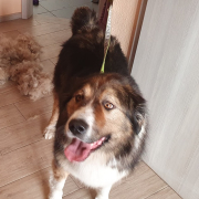 Laika