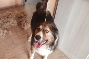 Laika