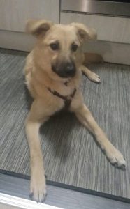Nala