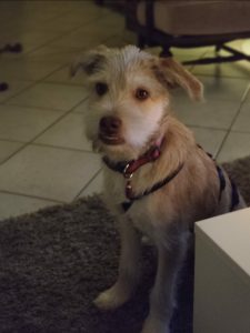 Lilu