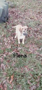 Fiona