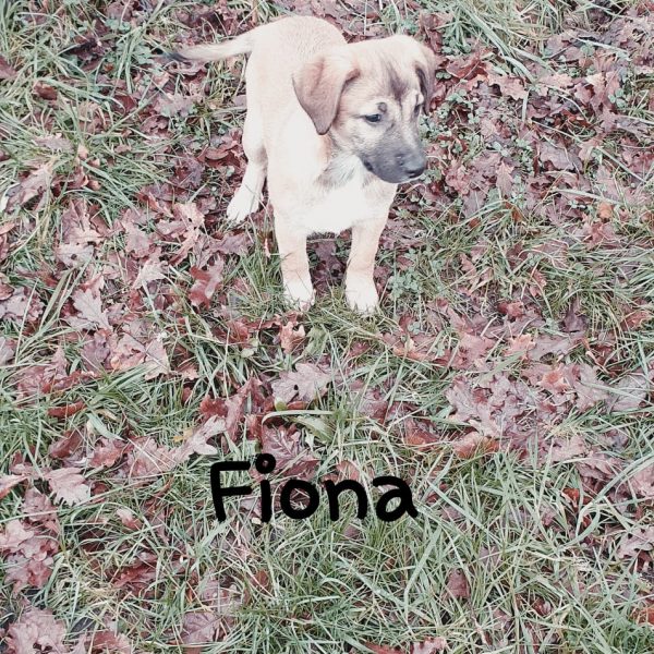 Fiona