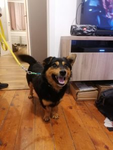 Rudi