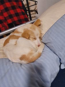 Ginger