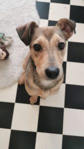 Bruno