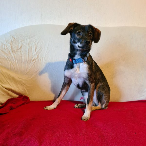 Balou