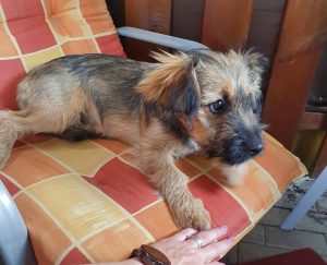 Zocha