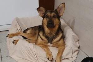 Rollihündin Roxy
