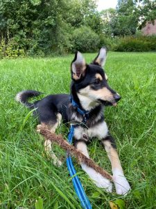 Loki