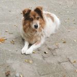 Benji - schnüffelnd durchs Leben