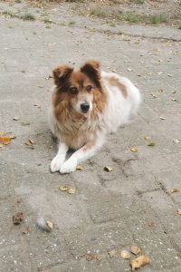 Benji Benji - schnüffelnd durchs Leben