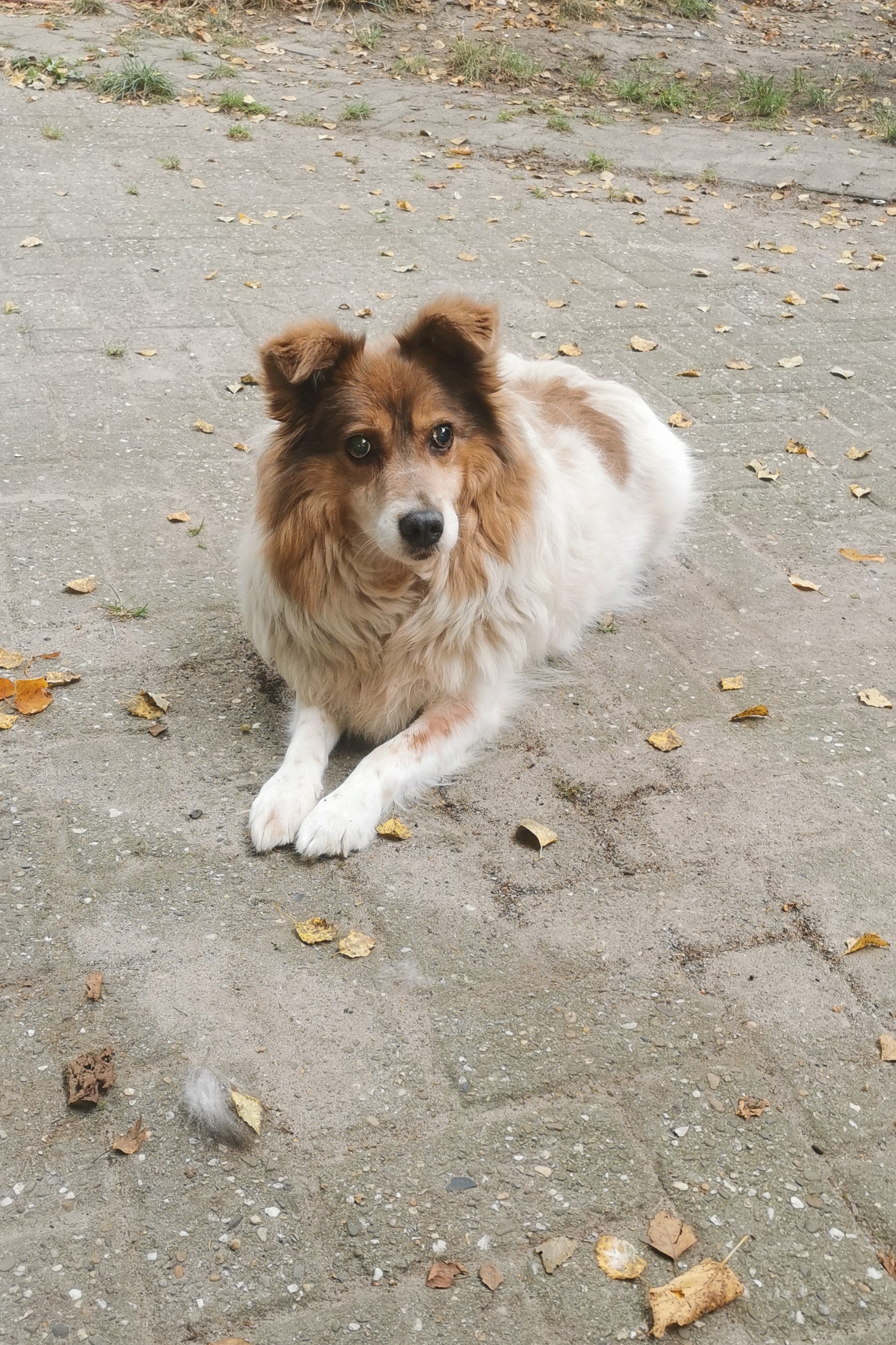 Benji - schnüffelnd durchs Leben