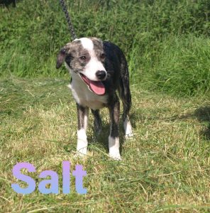 Salt