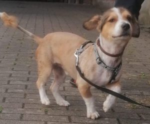 Nando alias Filou