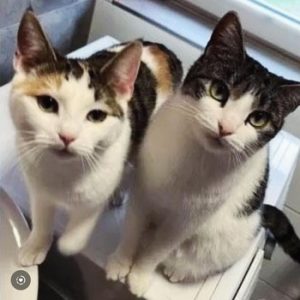 Lilly und Lilo