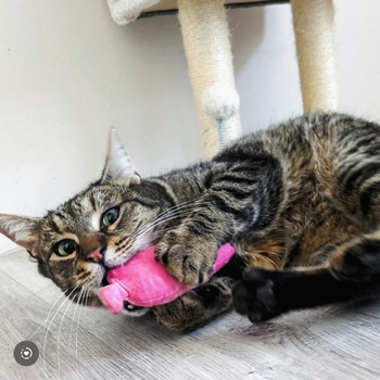 Katerchen Tamilo