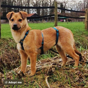 Welpenmädchen Maja