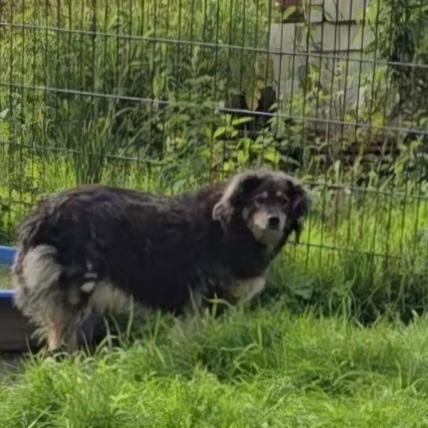 Böschi die Aufpasserin
