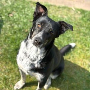Charly Abenteuerlustiger Charly