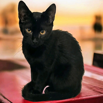Kätzchen Missy
