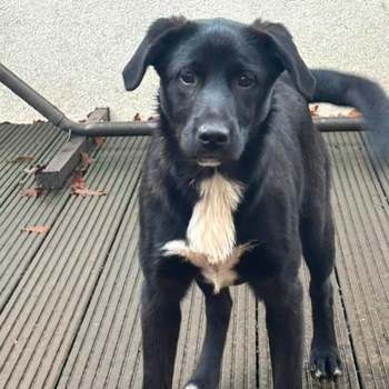 Welpendame Pippa