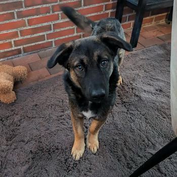 Mini Schäferhund-Mix Buddy