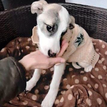 Liebe Nala