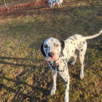 Traumhund Elvis