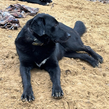 Traumhund Anton