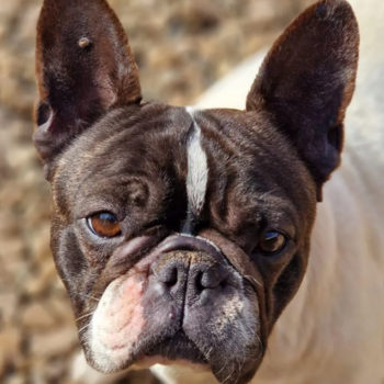 French Bulldog Lady