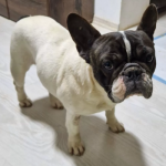 French Bulldog Lady