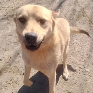 Milow Verspielter Milow