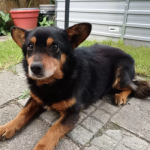 Nobby Gemütlicher kleiner Nobby