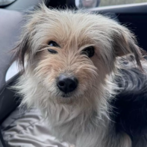 Kleine Yorki-Mix Hündin Lilly