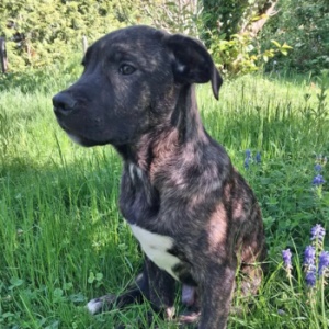 Rocky Liebevoller ruhiger sensibler Rocky