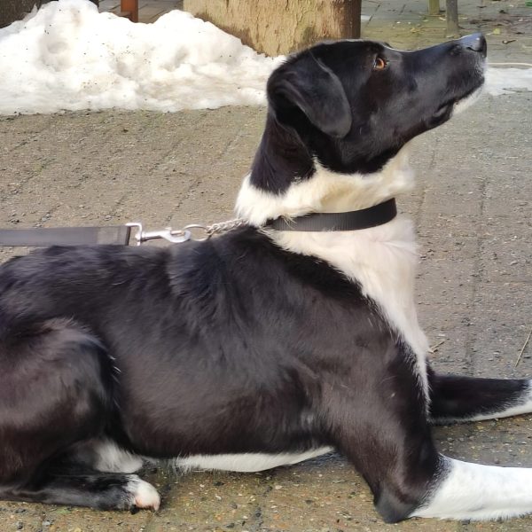 Temperamentvoller Lars