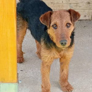 Airedale Terrier-Mix Heidi