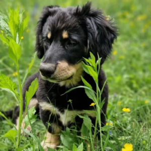 Balou Verspielter Welpe Balou