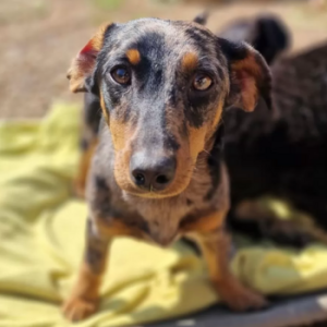 Tiger-Dackel Mix Dame Cookie