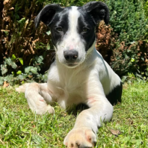 Liebevolle und verspielte Ayla
