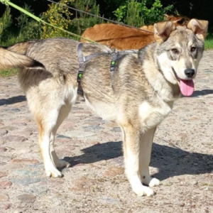 Verträglicher Traumhund Albi
