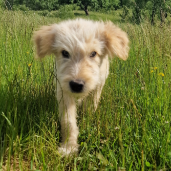 Fröhlicher kleiner Boomer