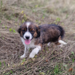 Kleine verschmuste Banja