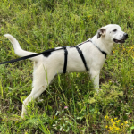 Liebenswerter Junghund Pointy