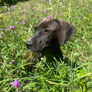 Grace Neugieriger Dackel-Mix Grace