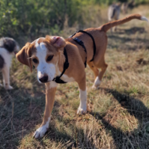 Herzallerliebste Molly