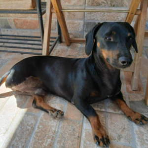 Dackel-Mix Oscar